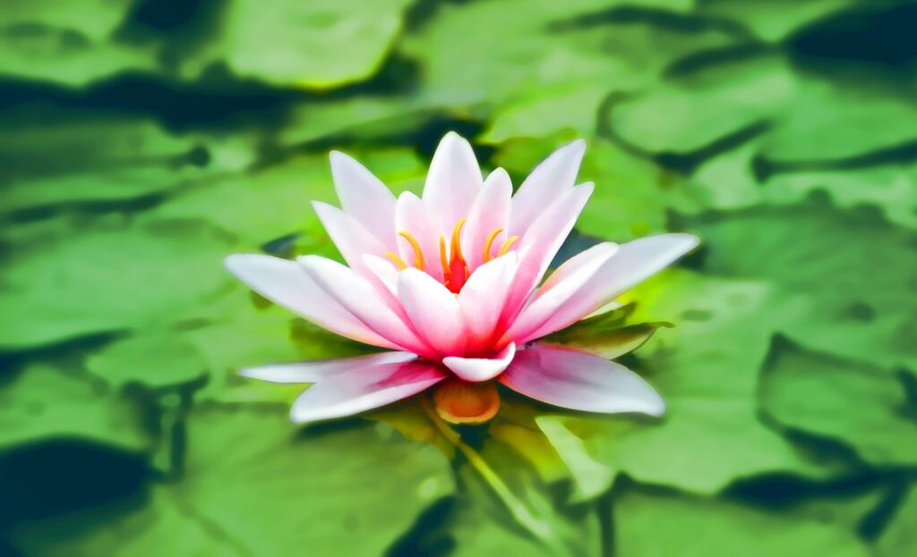 waterlily-pink-water-lily-water-plant-158465-158465 Vibrant pink water lily blooming gracefully on a lush green pond.